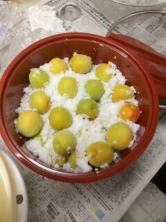 LINE_ALBUM_202366 梅干し作り_2306073_コピー