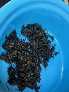 IMG_1950_コピー_コピー